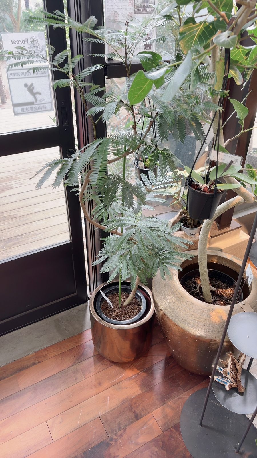 細かい葉が涼しげなエバーフレッシュ
