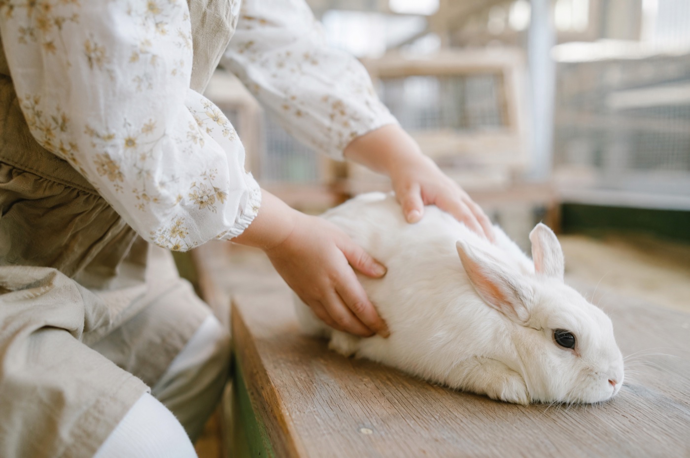室内でうさぎにそっと触れる子ども