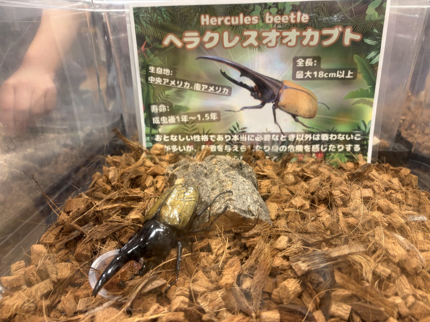 ヘラクレスオオカブトなど珍しい虫のコーナー